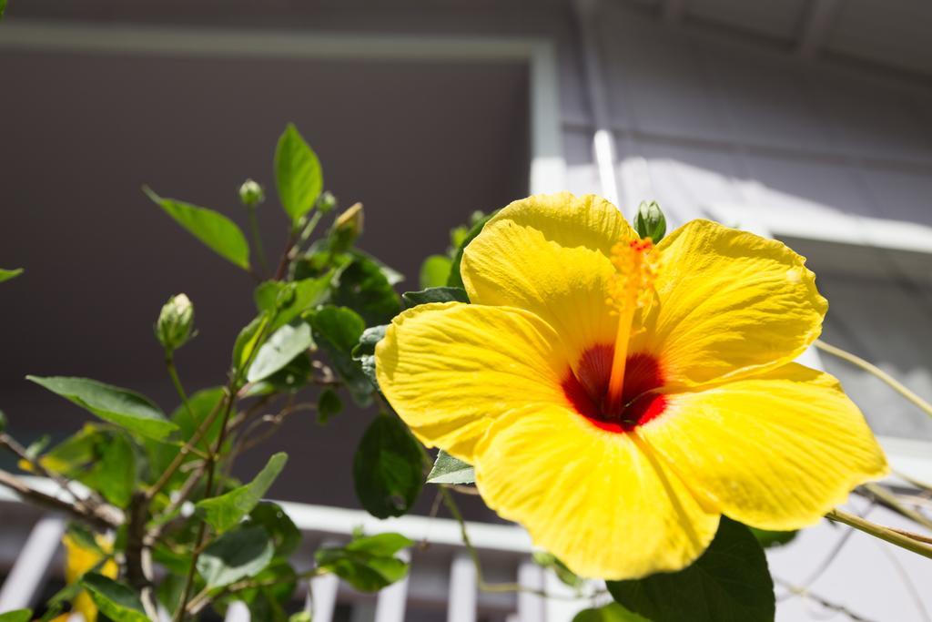 The Dolphin Cottage at Kehena Beach Exterior foto